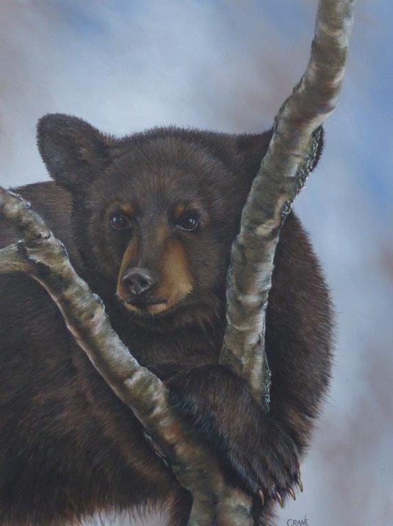painting - black bear cub